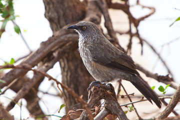 Grey starling bird sitting on a branch