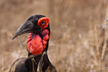 Hornbill bird in South Africa in closeup