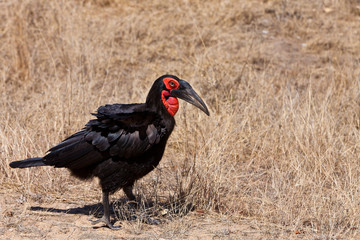 Hornbill bird  walking on the ground