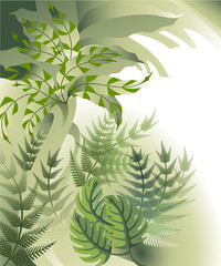 Dense thickets of ferns and vines in the jungle