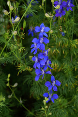 Fototapeta premium Orchid