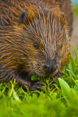Wild Beaver © Krzysztof Wiktor