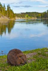 Wild Beaver © Krzysztof Wiktor