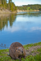Wild Beaver © Krzysztof Wiktor