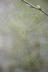Web in Dew