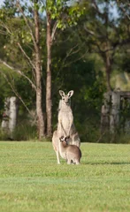 Papier Peint photo Kangourou eastern grey kangaroos