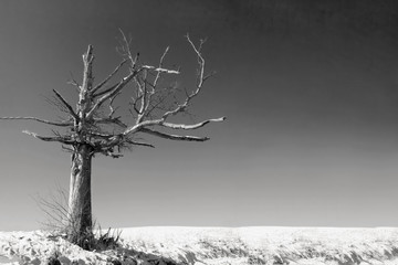 an old dead tree in a desolate landscape in black and white