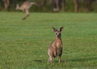 eastern grey kangaroos