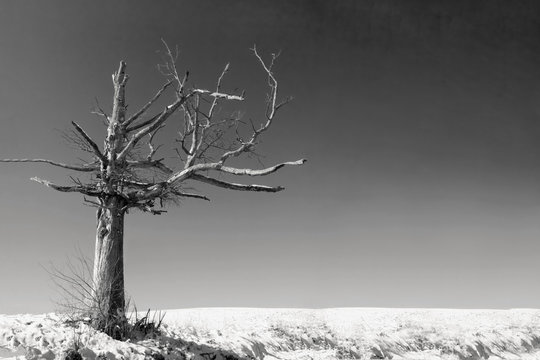 an old dead tree in a desolate landscape in black and white