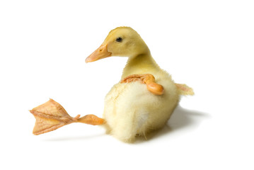 Duckling slipped on white background