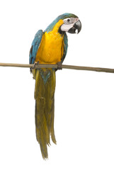 Blue and Gold Macaw