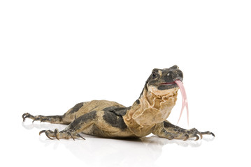 Bells Phase Lace Monitor