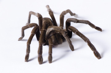 Australian Tarantula on a white background.