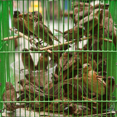 birds in a cage