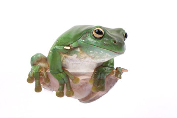 Magnificent green tree frog, Litoria splendida, on white.