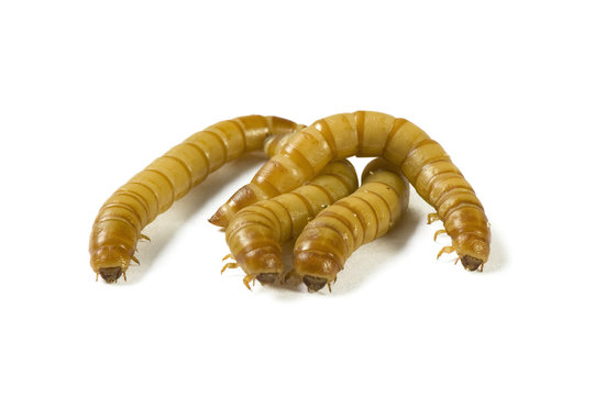 Mealworms, Tenebrio Molitor, darkling beetle larvae on white.