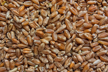 background of wheat