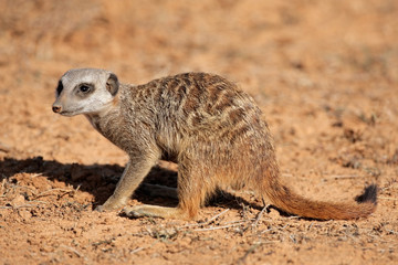 Fototapeta premium Foraging meerkat