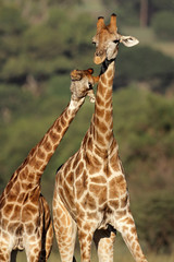 Giraffe interaction