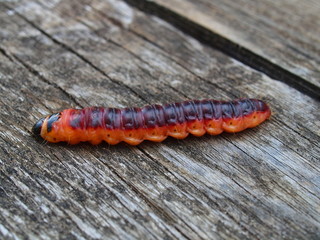 Caterpillar of the fur-tree butterfly, the Karelian margin