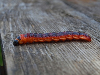 Caterpillar of the fur-tree butterfly, the Karelian margin