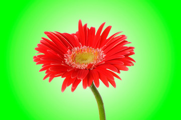 Gerbera flower against gradient background