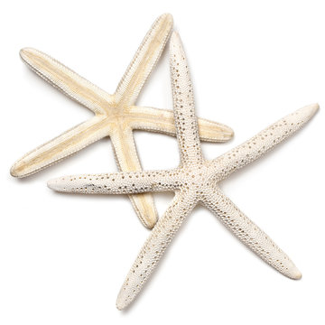 Two Starfish over White