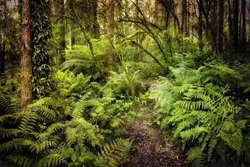 Mysterious Rainforest