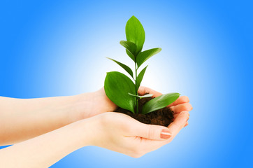 Green seedling in hand isolated on white