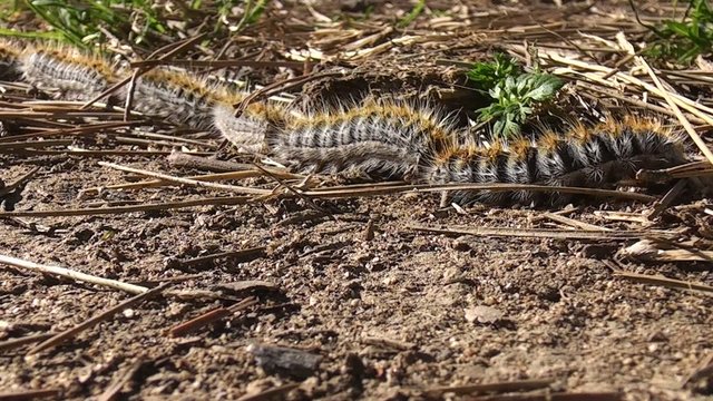 Oruga procesionaria del pino