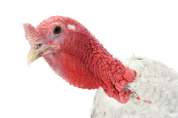 Portrait of a turkey on a white background.