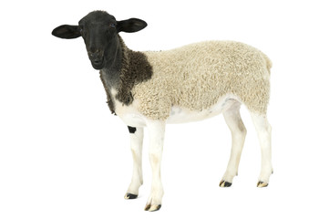 Young Suffolk sheep, Ovis aries, on a white background..