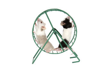 Mice running in exercise wheel on white background.