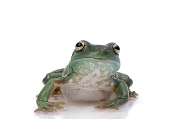 Fototapeta premium Magnificent green tree frog, Litoria splendida, on white.