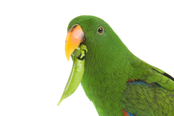 Eclectus Parrot, eating a pea pod, on a white background.