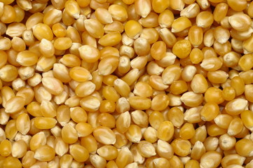 Corn kernel for background or texture