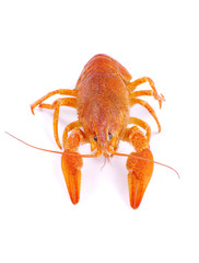 crayfish
