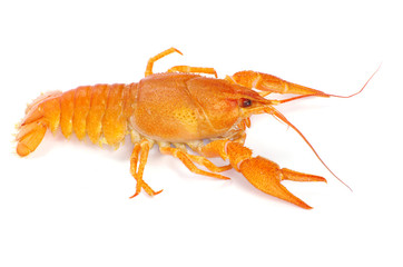 crayfish