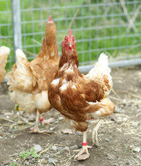 Poultry