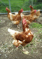 Poultry