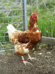 Poultry