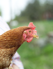 Poultry