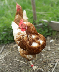 Poultry