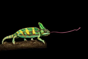Foto op Canvas Kameleons - doden © Werner Dreblow