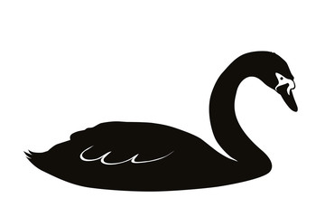 swan
