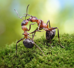warm greetings of ants look like a kiss