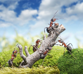 team of ants and rusty tree, teamwork concept