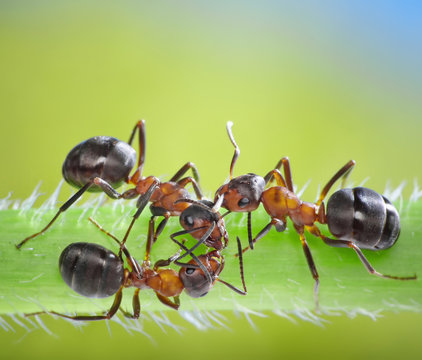 three ants consulting on grass
