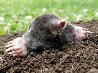 Laughing mole crawling out of molehill - obrazy, fototapety, plakaty