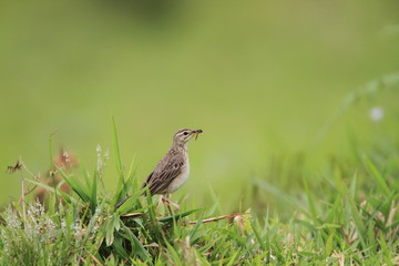 ヒメマミジロタヒバリ